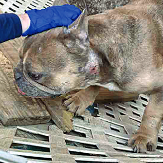 An injured french bulldog
